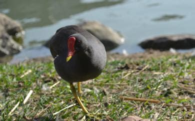 水雞|Gallinula chloropus chloropus 